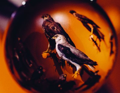 Le Carnaval des animaux © Romain Bassenne / Atelier Marge Design